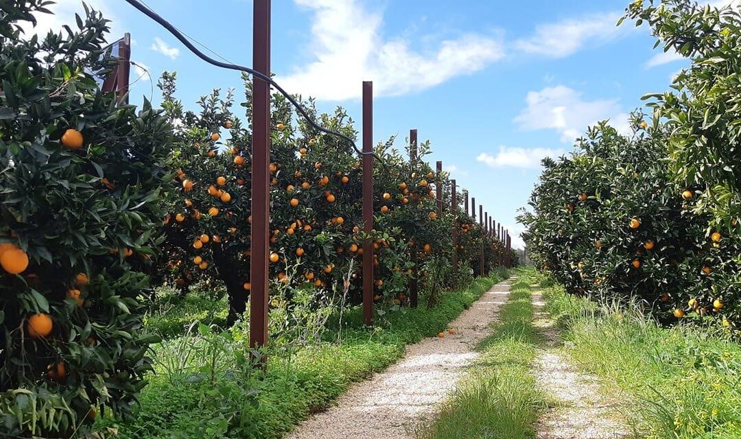 Social farming, riprese le attività del corso Le Vie della Zagara:visite virtuali in azienda tra video e confronto on line con i titolari