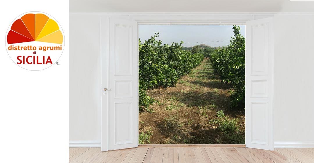 Porte aperte al Distretto Agrumi di Sicilia