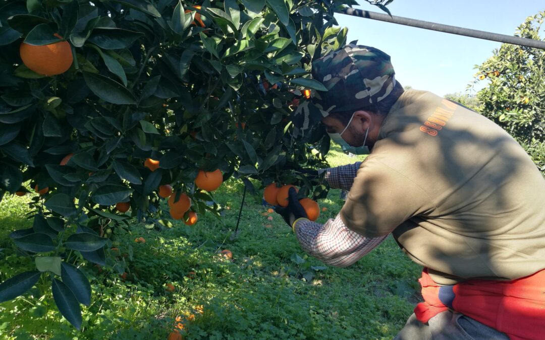 AGRUMI/Sicilia, Argentati: “Sbloccare fondi per piano di promozione degli agrumi di qualità”