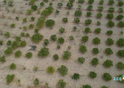 Volo drone su agrumeti // Progetto A.C.Q.U.A.