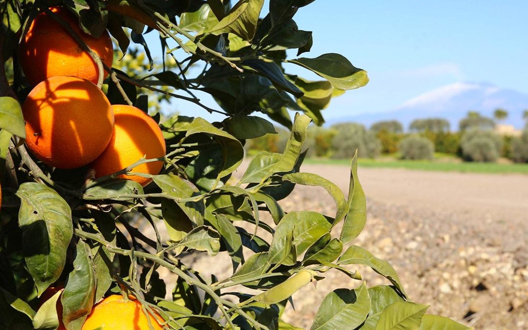 DISTRETTI CIBO, NASCE IL “DISTRETTO DELLE FILIERE E DEI TERRITORI DI SICILIA IN RETE”