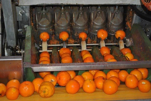 Industrial transformation of citrus