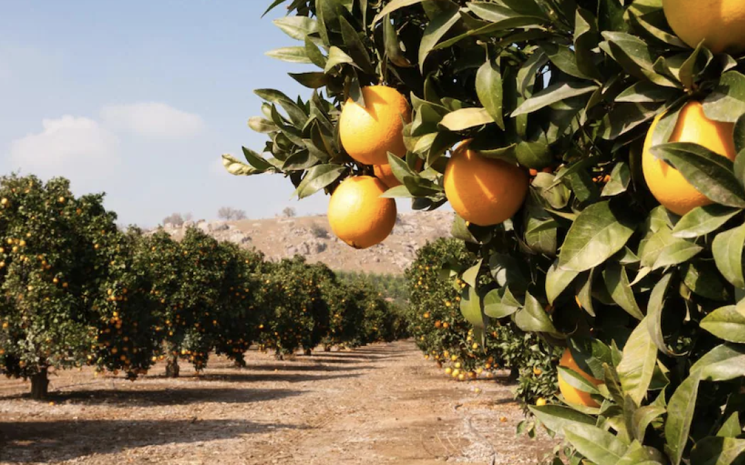 Il Distretto Agrumi di Sicilia presenta il progetto I.D.R.O. (Irrigazione, depurazione, recupero, opportunità) rivolto alle imprese e ai tecnici della filiera
