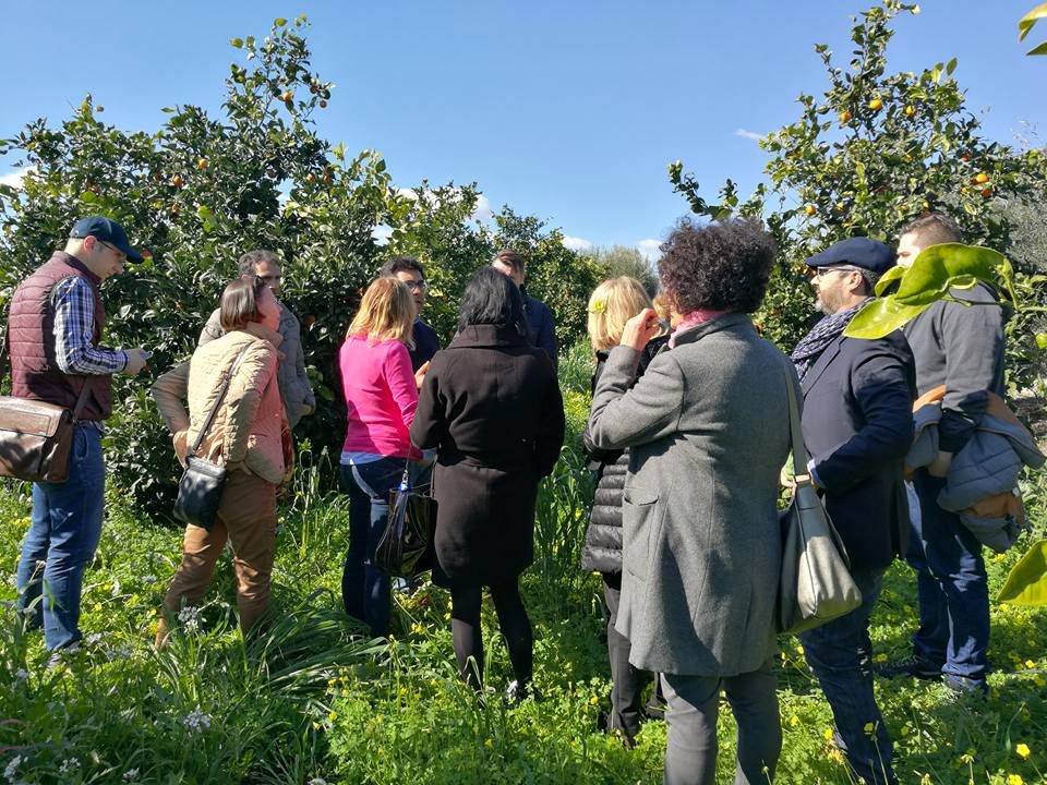 27/02/2017 - Citrus fruits: the "People of Sicily" Business Network is established to export Sicilian citrus fruits abroad, starting with Poland