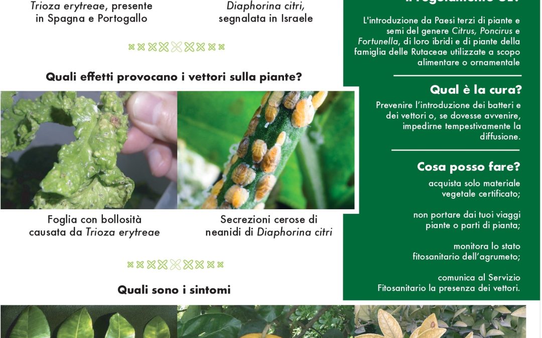 Agrumicoltura e Fitopatie: contro la minaccia del batterio HLB, parte la campagna di divulgazione e prevenzione della filiera coordinata dal Distretto Produttivo Agrumi di Sicilia