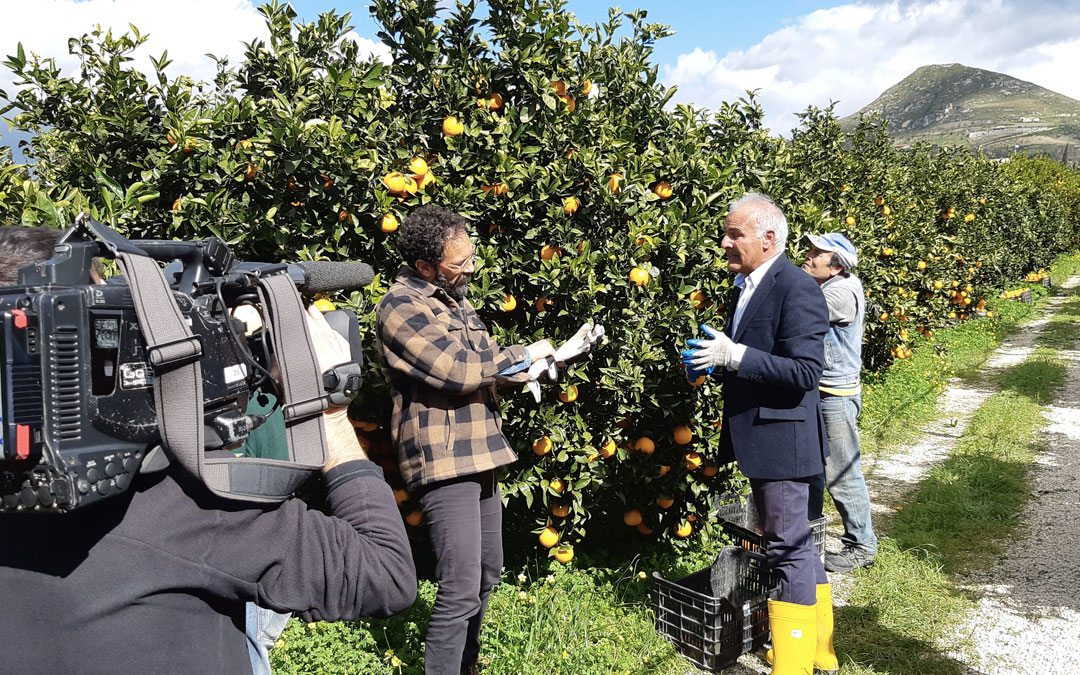 Domenica 24 marzo si parla di agrumi e Vie della Zagara su Linea Verde (Rai 1)