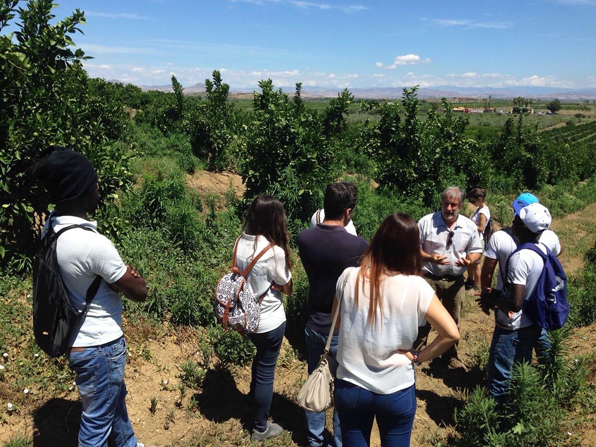 Cours 'Techniques de culture d'une plantation d'agrumes' - Catane