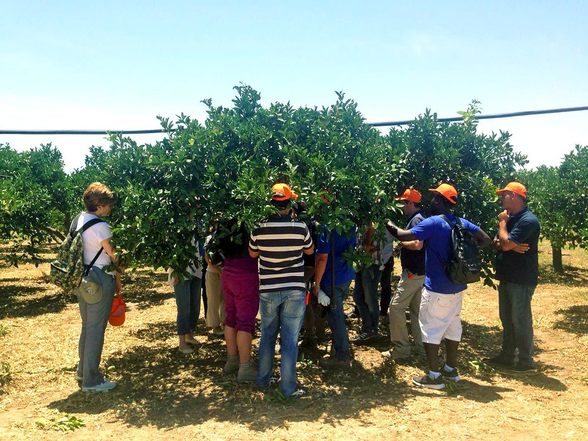 25/06/2016 - Course 'Techniques of cultivation of a citrus grove' - Ribera