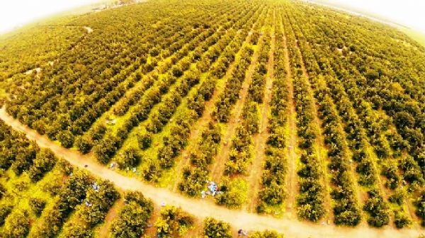 Sicily it is the main Italian citrus fruits region